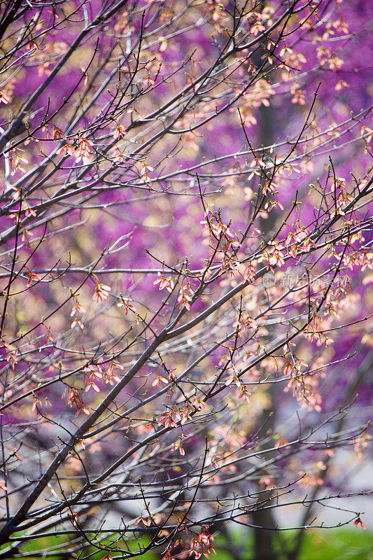红枫含苞待放，紫树绽放