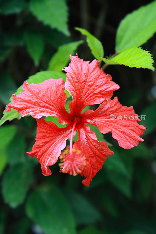 红色的芙蓉与绿色的叶子背景