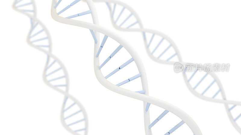 简化的DNA分子结构