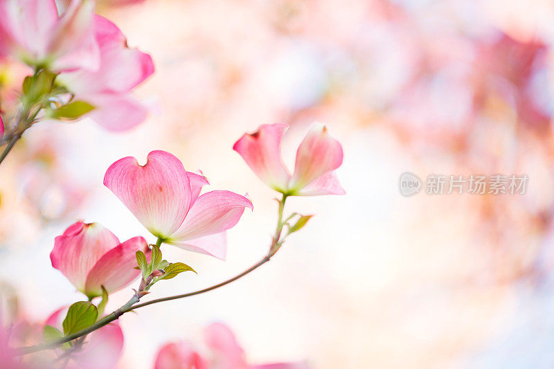 粉红山茱萸花