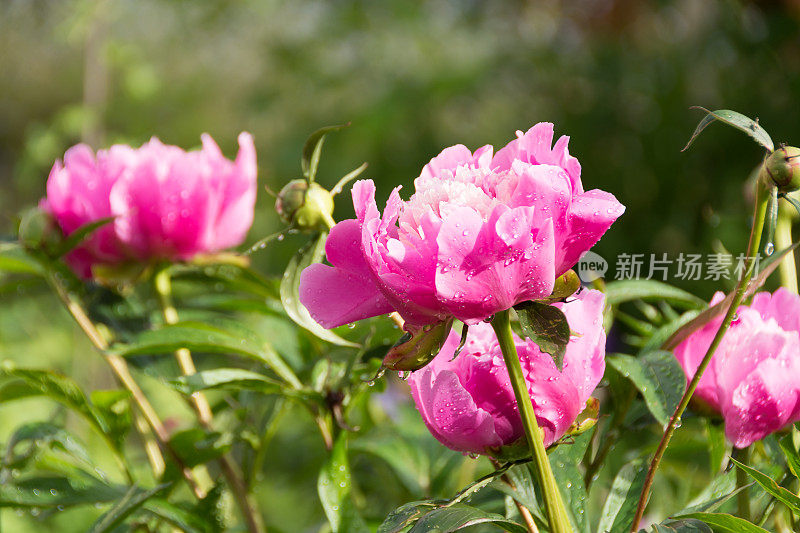 雨后花园里牡丹的侧视图。