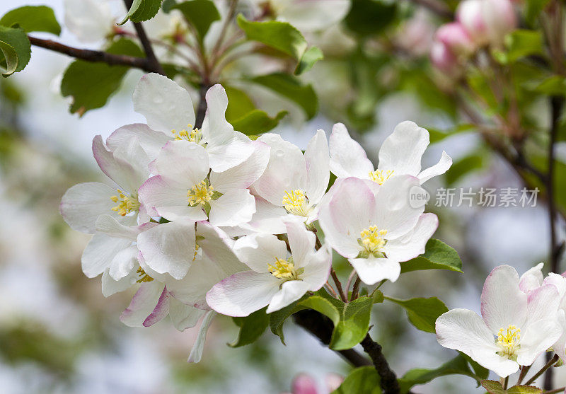 苹果花特写镜头