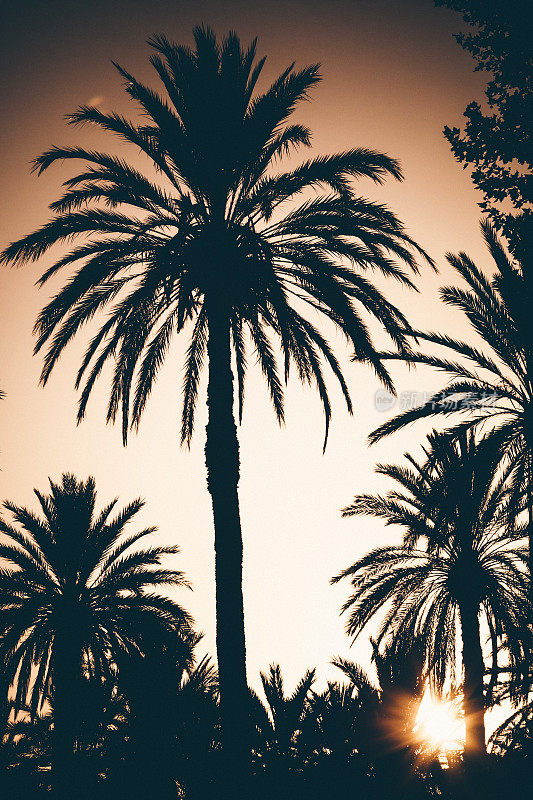 阳光下的棕榈树。巴勒莫,西西里岛。