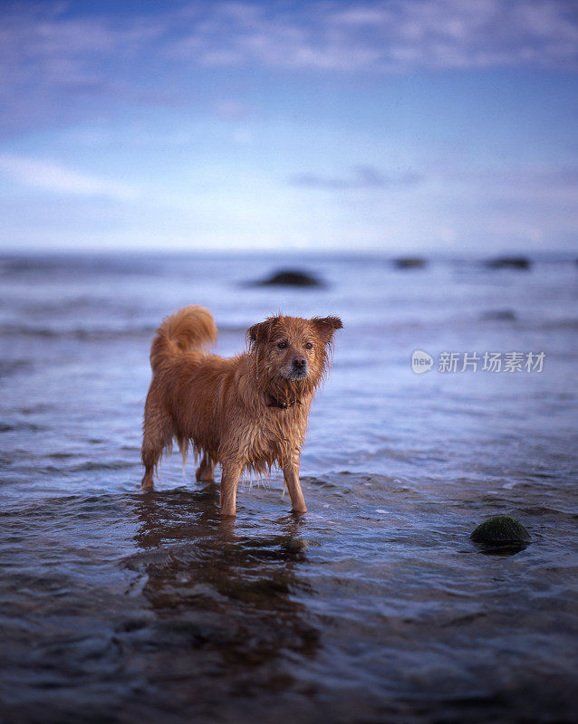 金毛猎犬