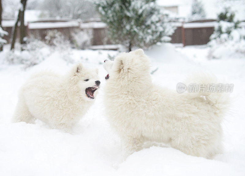 两只小狗萨摩耶狗在雪中玩耍