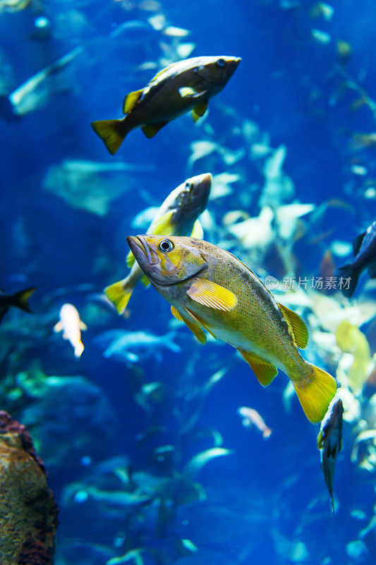 水族馆里的鱼