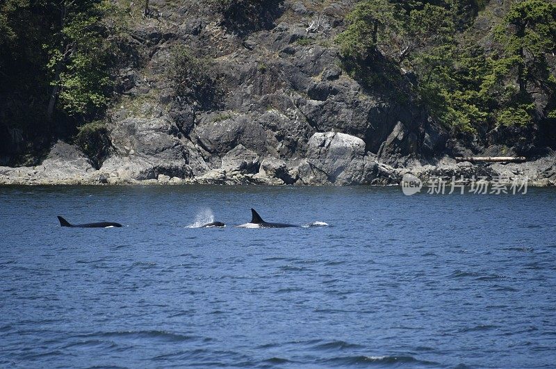 西海岸虎鲸