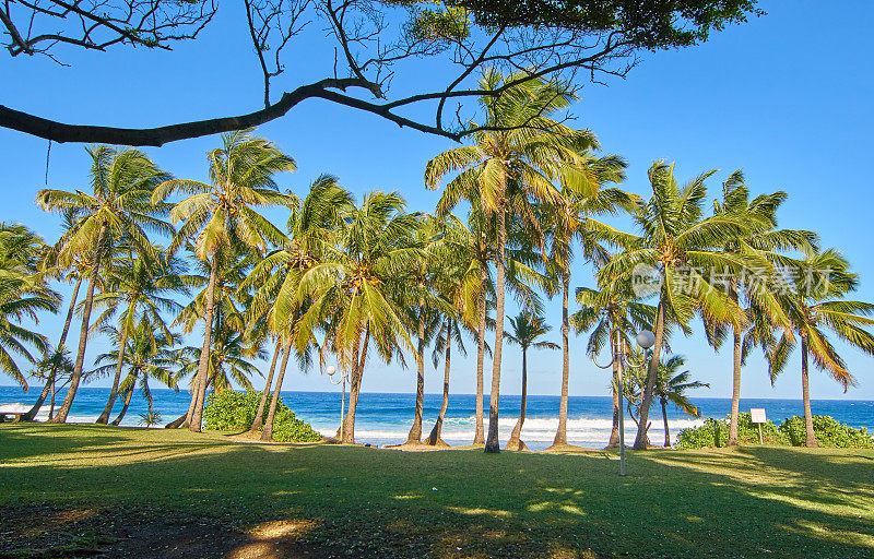 格兰德・安斯海滩，清晨的棕榈树-留尼汪岛