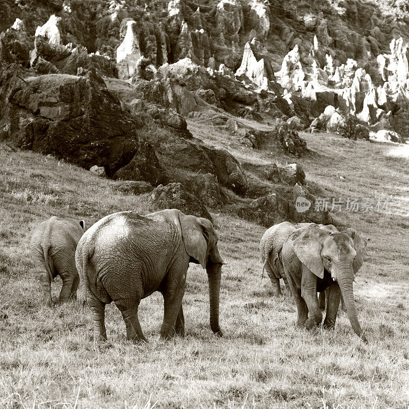 一群非洲象在行走