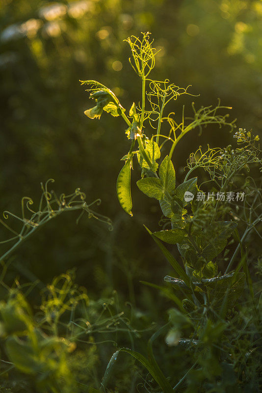 阳光下的豌豆