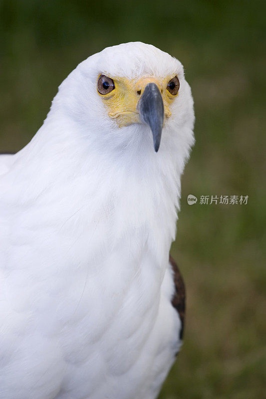 非洲鱼鹰