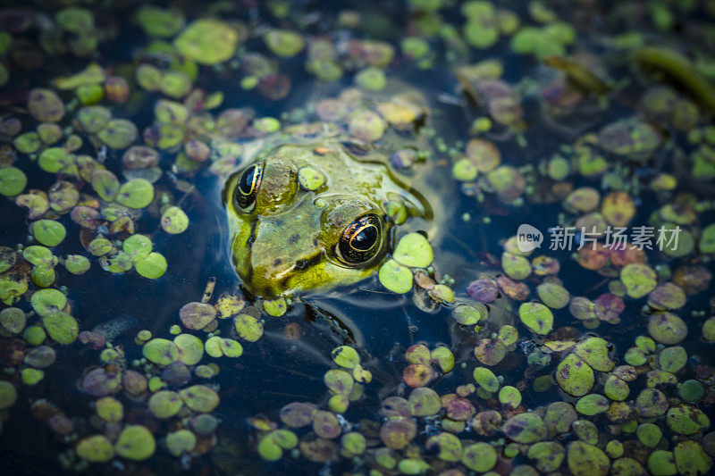 沼泽里的牛蛙