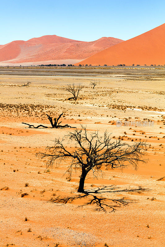 死树和沙丘，Sossusvlei，纳米比亚