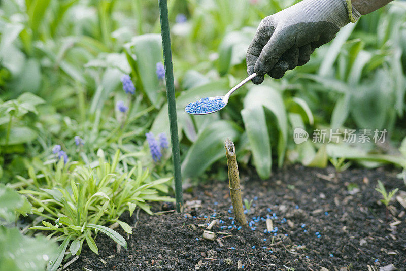 植物保护:用杀螺剂防治花园中的蜗牛和害虫