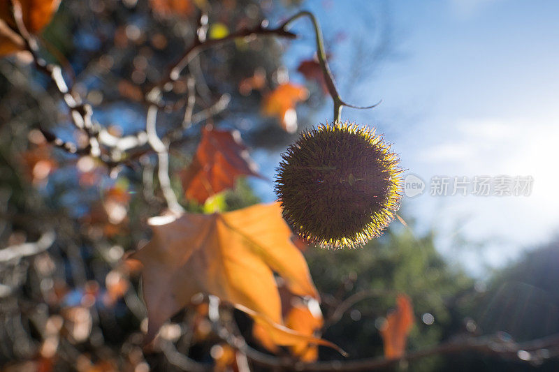 悬铃木树清晨