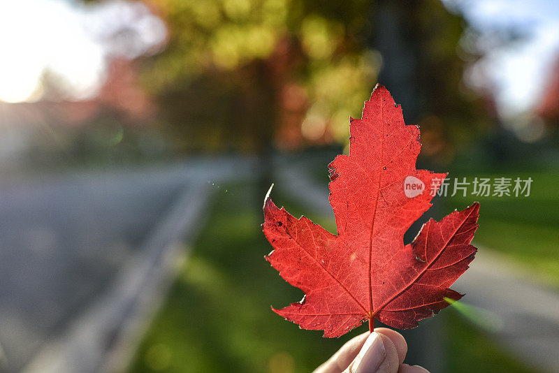 美国中西部秋天的红色枫叶
