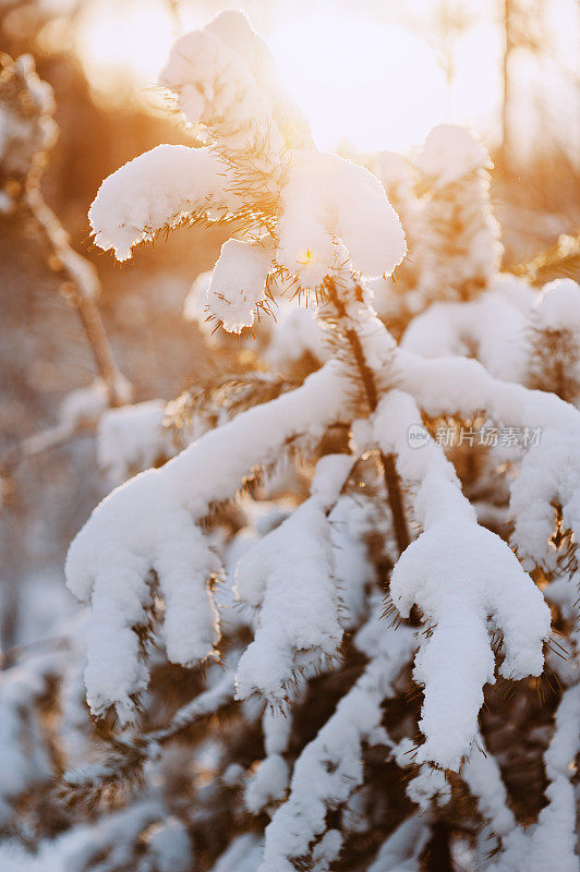 奇妙的冬日森林覆盖着皑皑白雪