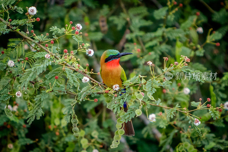 一只红喉食蜂鸟坐在树枝上