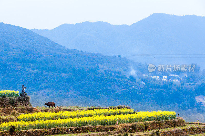 中国婺源的油菜花和中国古代建筑