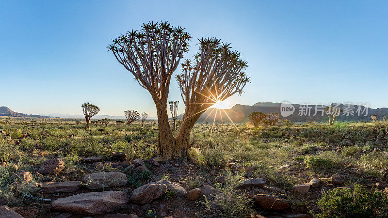 箭袋树，纳米比亚兰德保护区