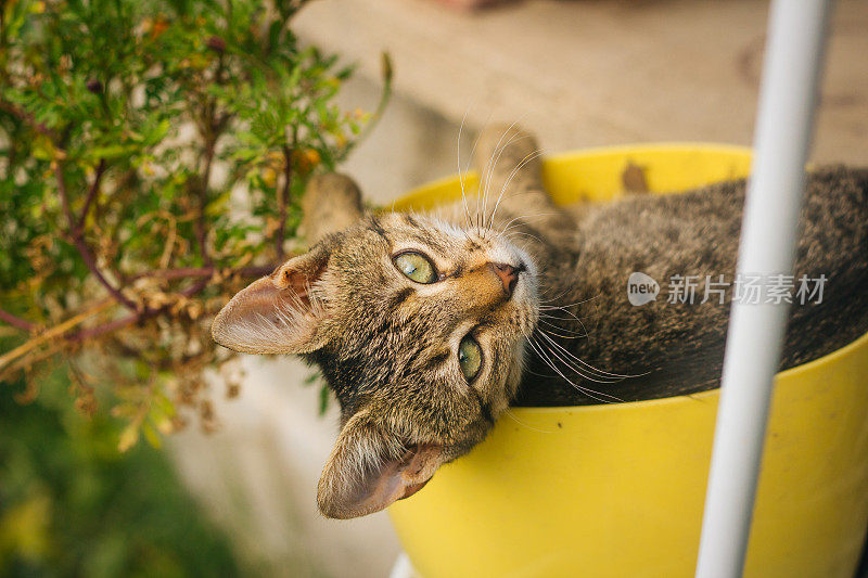 小猫躲在花园里的花后面