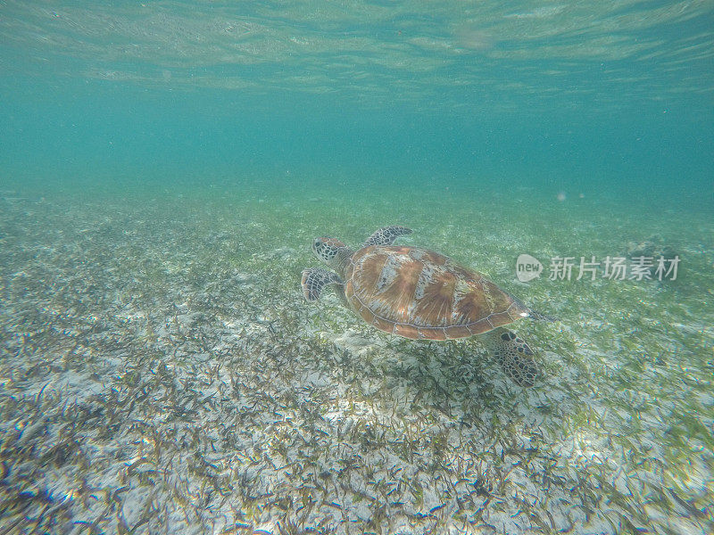 水下拍摄的绿海龟游泳