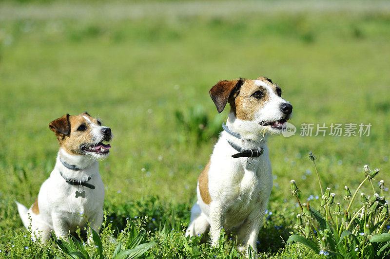 两只杰克罗素梗犬在公园里玩耍