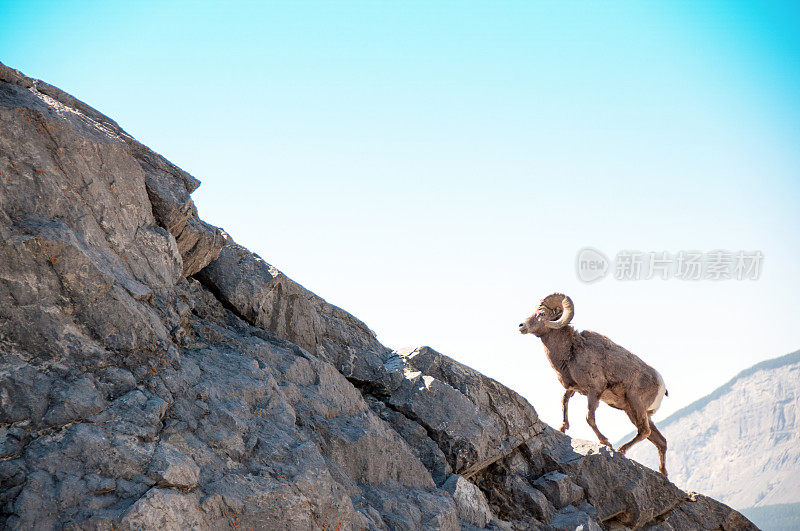 雄大角羊爬岩崖边