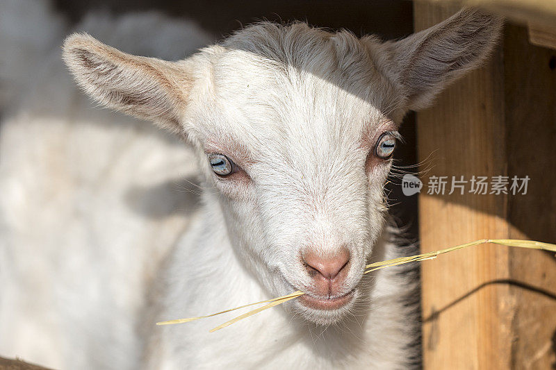 小山羊的肖像