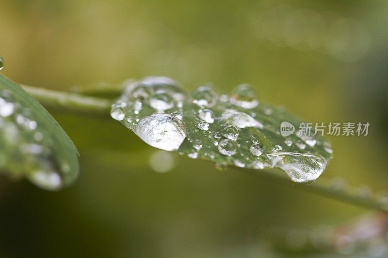 在蔬菜园里，雨滴落在绿叶上