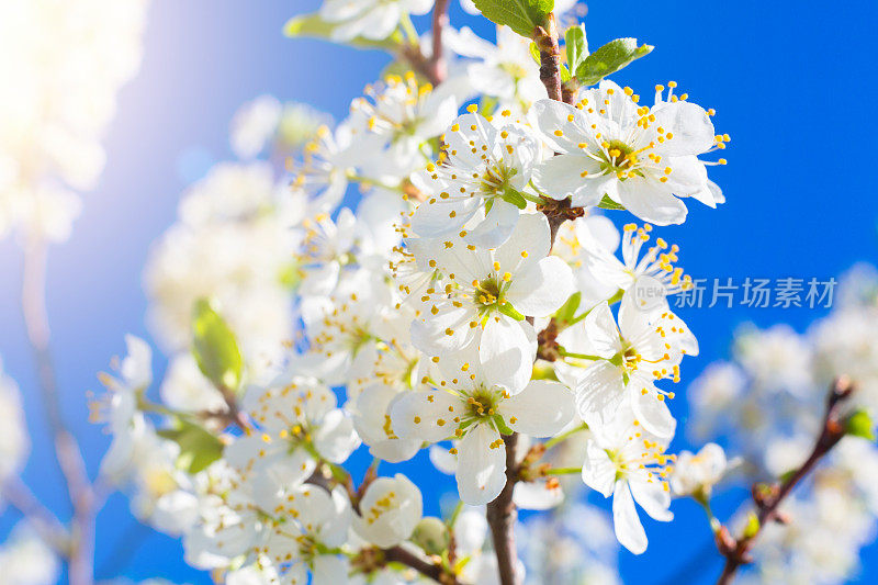 白色樱花在春天的蔚蓝天空