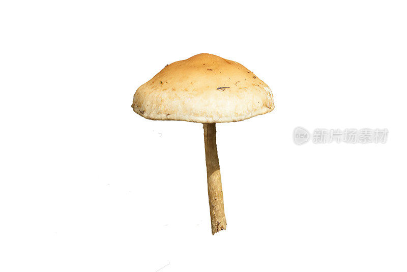 棕色小蘑菇菌类