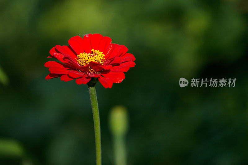 Zinnia花