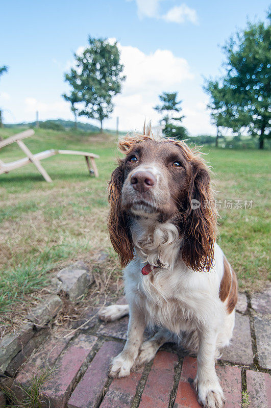 英语施普林格西班牙猎犬寻找狗粮