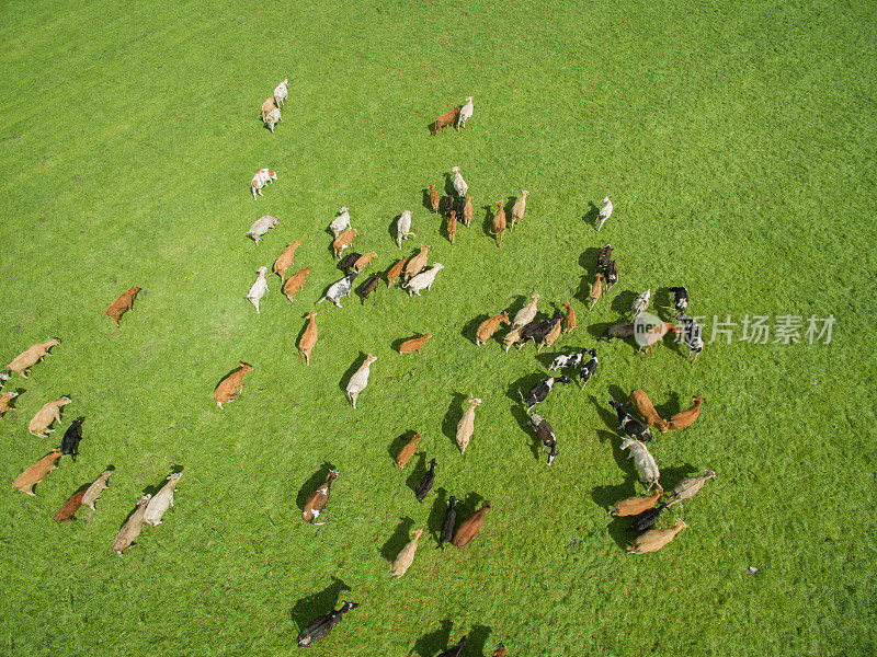 鸟瞰图牛群在一个绿色的牧场在夏天