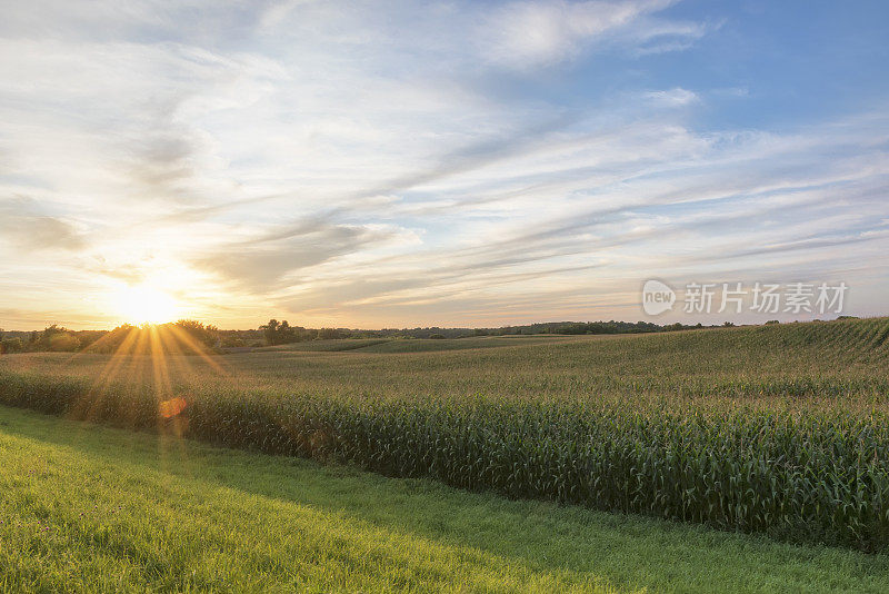 玉米地准备收获傍晚的阳光，日落，明尼苏达州
