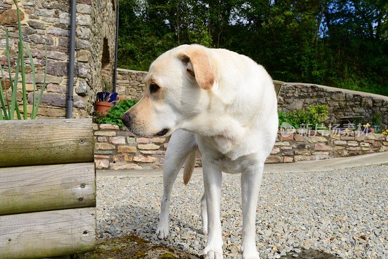 英国乡村的拉布拉多寻回犬