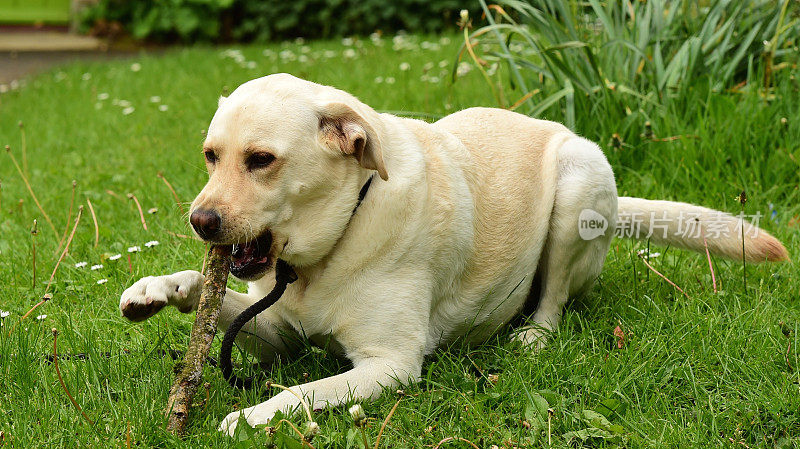 啃着一根棍子的拉布拉多寻回犬