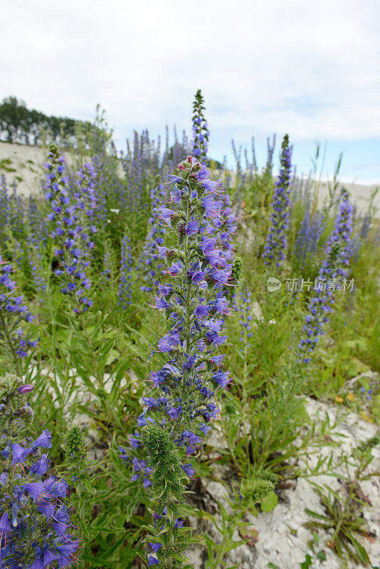 牛舌草(Echium)