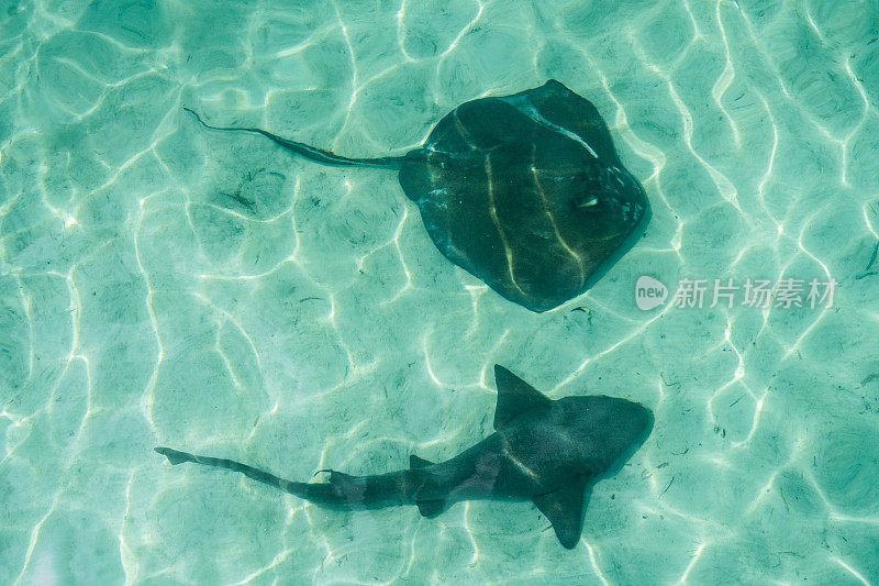 护士鲨鱼和刺鳐，阿巴科岛，巴哈马