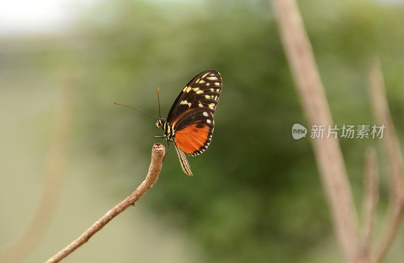 一只虎翼蝴蝶栖息在茎上。