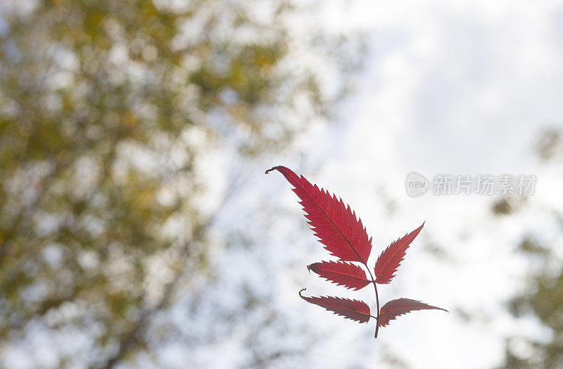 秋天，干红的树叶从树梢上飘落