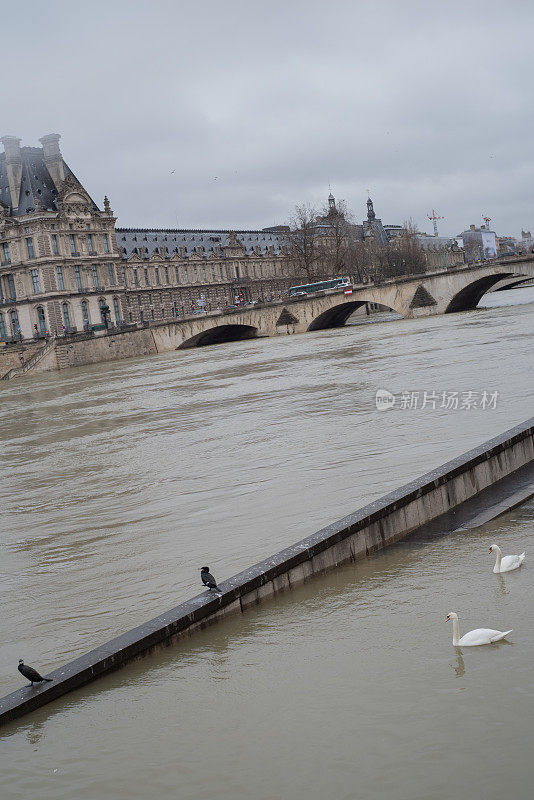 巴黎洪水中的鸬鹚和天鹅