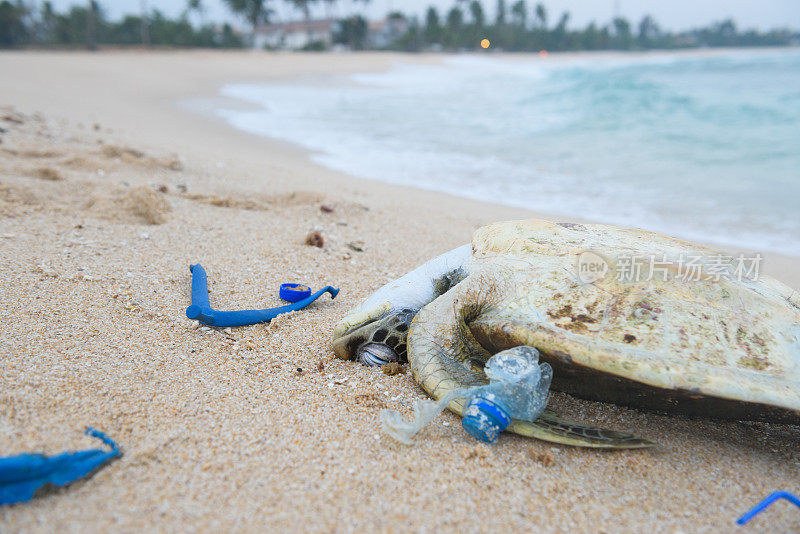 死海龟在海洋塑料垃圾中