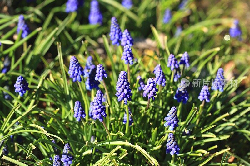 葡萄风信子麝香花