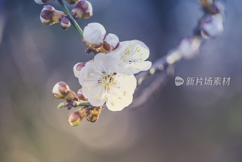 春天草地上的花朵