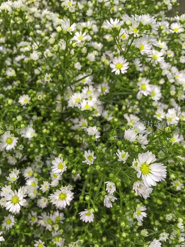 菊花花园的特写图像