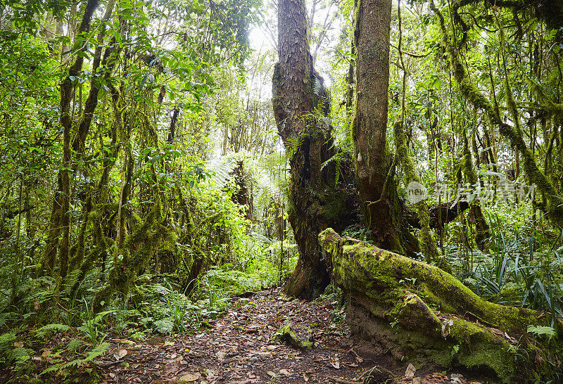 乞力马扎罗山的热带雨林，在攀登乞力马扎罗山顶端的开始