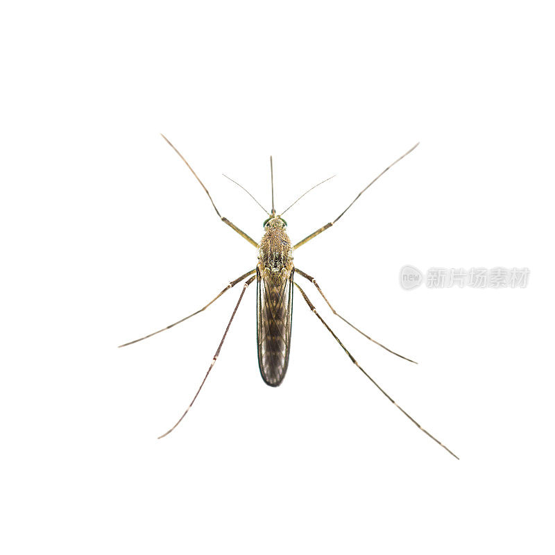 黄热病，疟疾或寨卡病毒感染的蚊虫在白色上分离