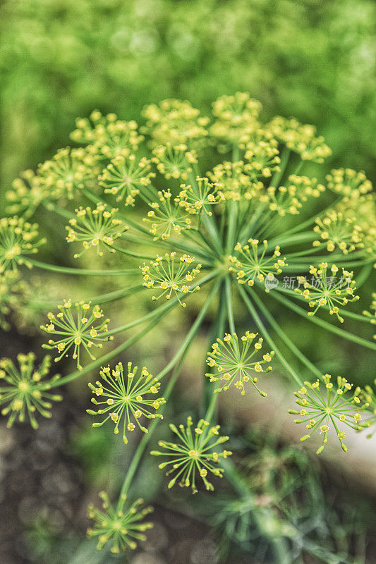 绿莳萝茴香花